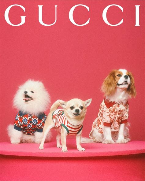 gucci animals bag|gucci pet collection 2021.